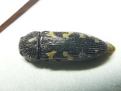 Acmaeodera neoneglecta