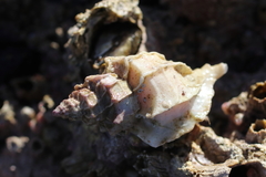 Scabrotrophon stuarti