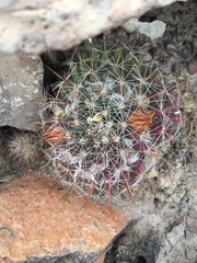 Mammillaria petrophila arida