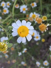 Perityle crassifolia robusta