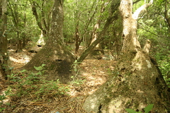 Beaucarnea recurvata