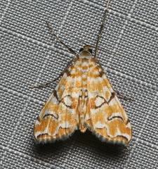 Elophila icciusalis