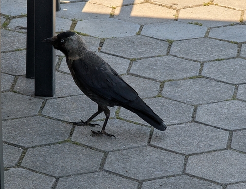 Eurasian Jackdaw