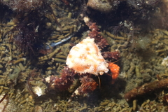 Phyllolithodes papillosus