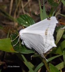 Sericoptera virginaria