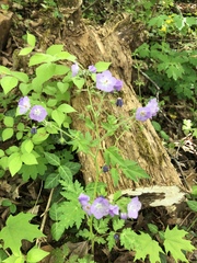 Phacelia bipinnatifida