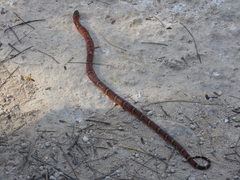 Lampropeltis abnorma