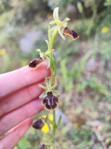 Ophrys sphegodes zeusii