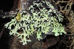 Hypogymnia subphysodes