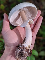 Agaricus albolutescens