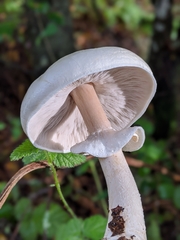 Agaricus albolutescens