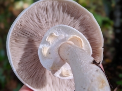 Agaricus albolutescens