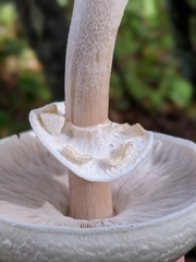 Agaricus albolutescens