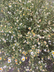 Perityle crassifolia robusta