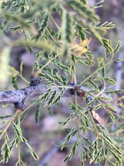 Vachellia pacensis