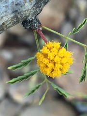 Vachellia pacensis