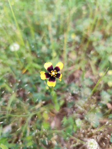 Spotted Rock-rose