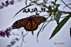 Danaus plexippus