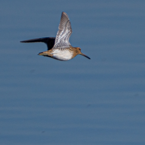 Common Snipe