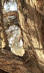 Lygodactylus bradfieldi