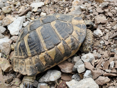 Hermann's Tortoise