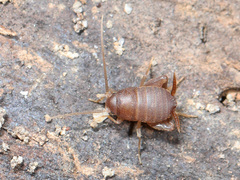 Myrmecophilus pergandei