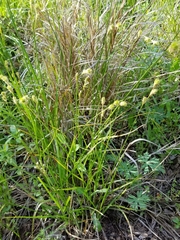 Carex brevior