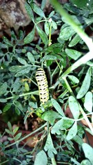 Papilio polyxenes
