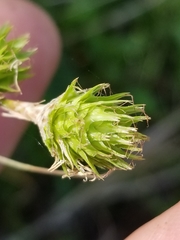 Carex brevior