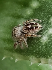Phidippus putnami