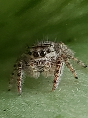 Phidippus putnami