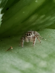 Phidippus putnami