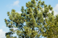 Pinus torreyana