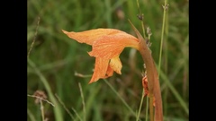 Gladiolus dalenii