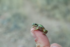 Hyla wrightorum