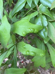 Taphrina caerulescens