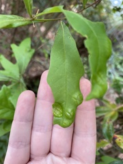 Taphrina caerulescens