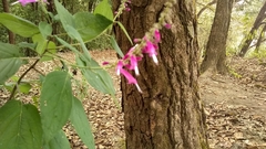 Salvia iodantha