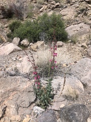 Penstemon bicolor roseus