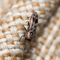 Agrilus lecontei