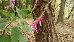 Salvia iodantha