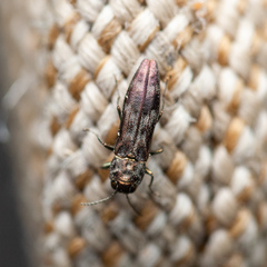 Agrilus lecontei