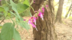 Salvia iodantha