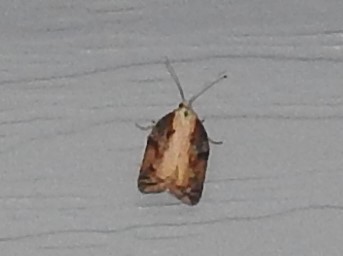 Robinson's Acleris Moth photo 4