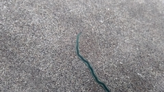 Phyllodocidae