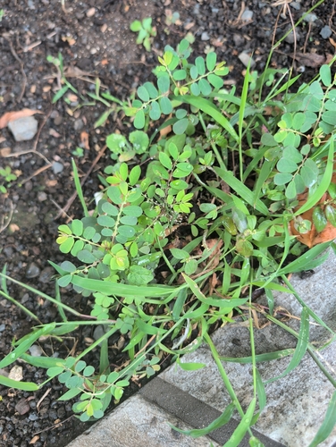 Phyllanthus urinaria observed 2026-05-16