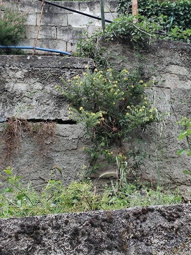 Alkanna calliensis