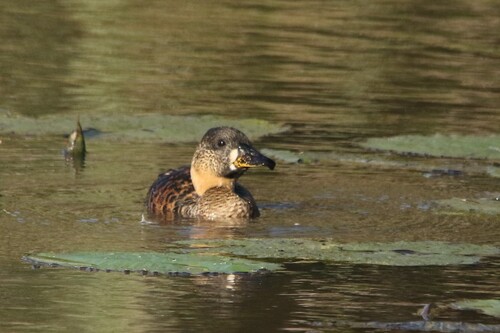 iNaturalist image