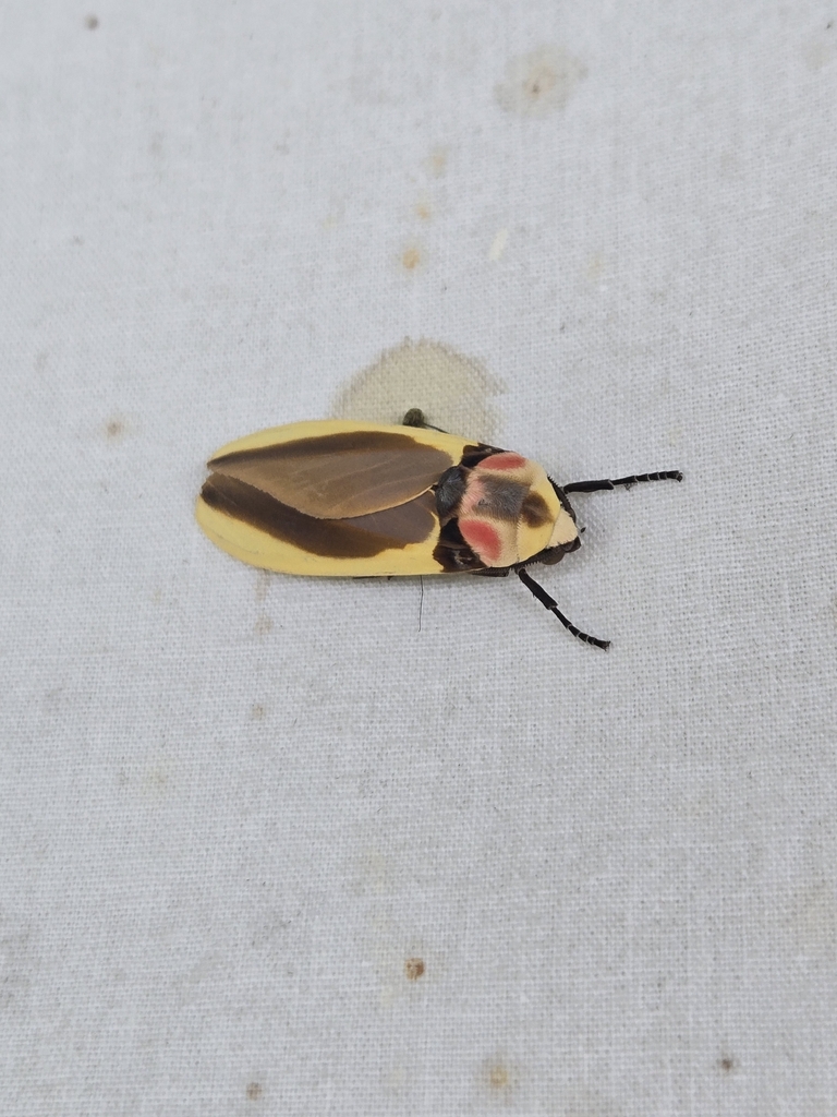 Cratoplastis diluta