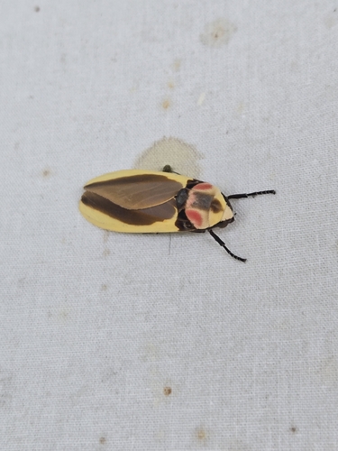 Cratoplastis diluta